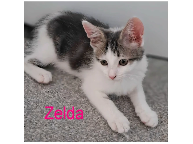 ZELDA