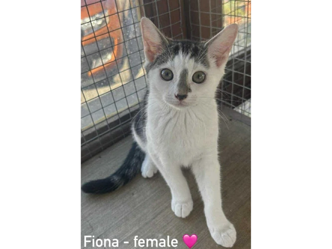 FIONA