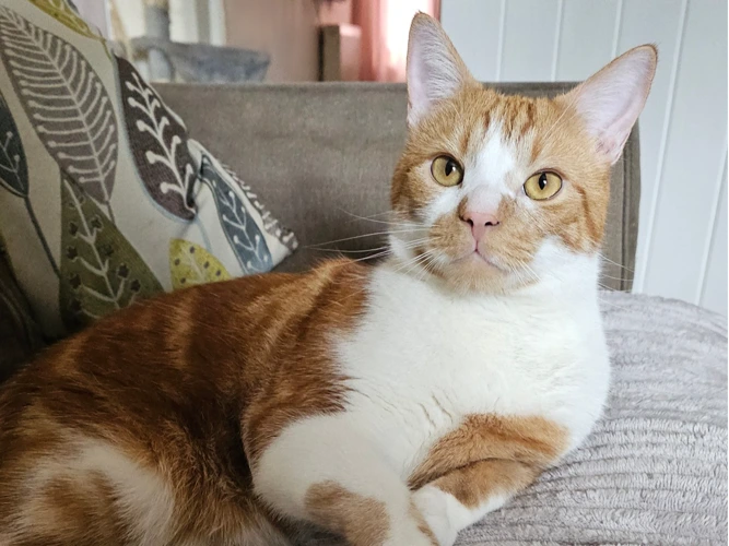 ARTHUR (DH)