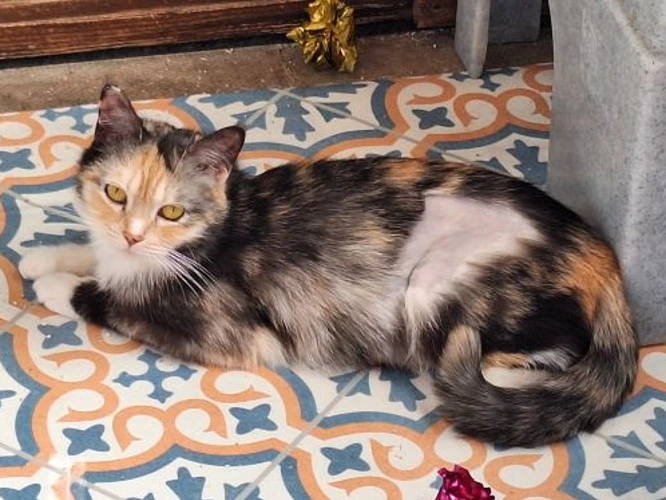 Fiona