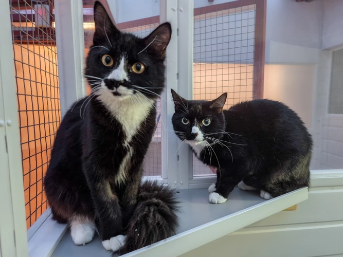 Bobcat and Tux