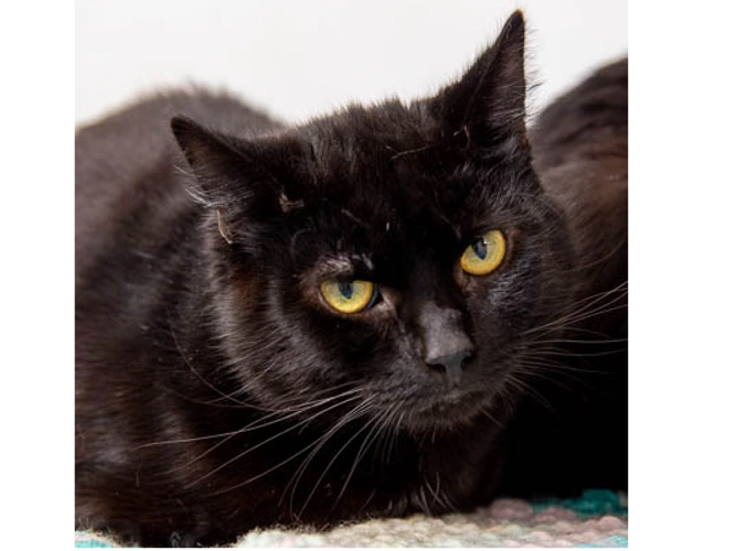 Salem