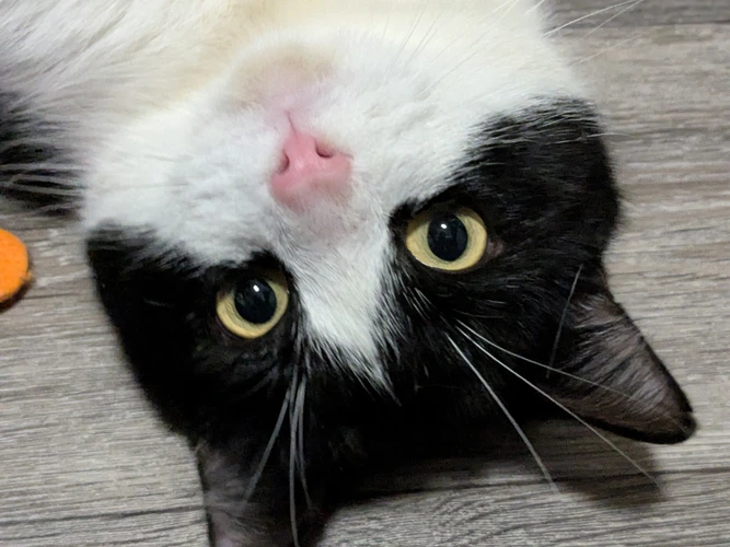 Freddie