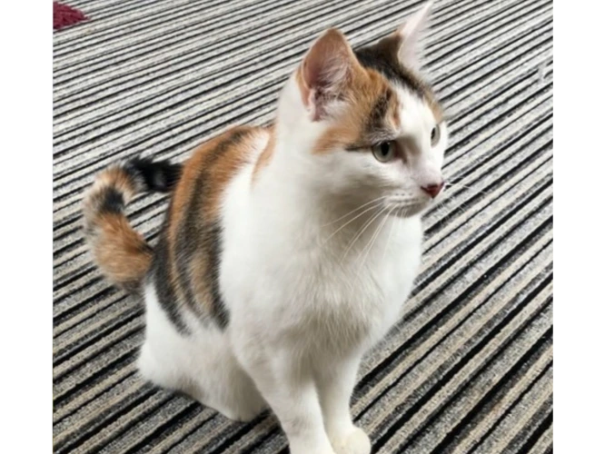 Rosie (and please see details for Charlie too