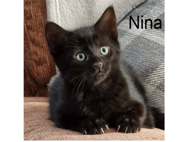 NINA