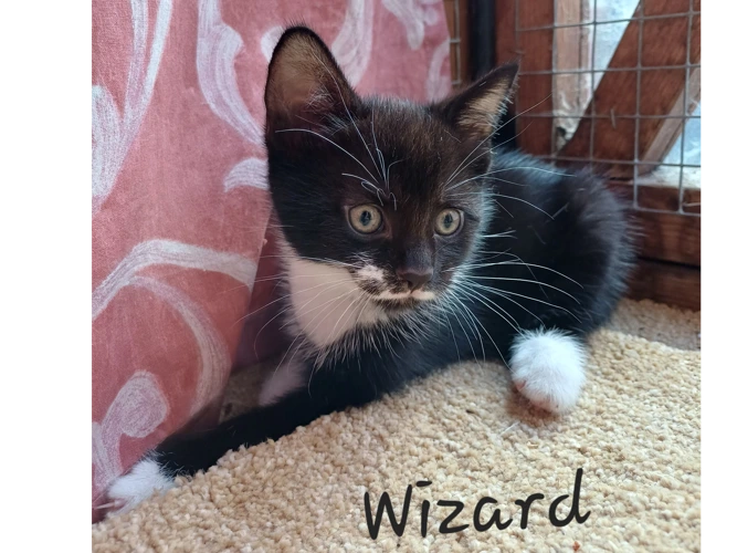 Wizard