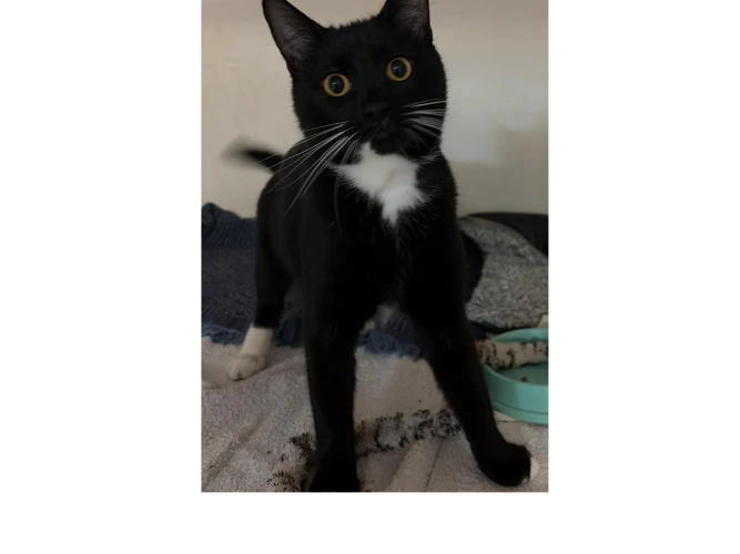 Thomas