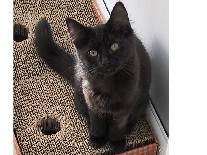 Kitten 4