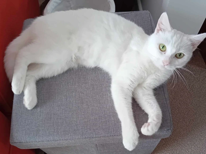 Duchess