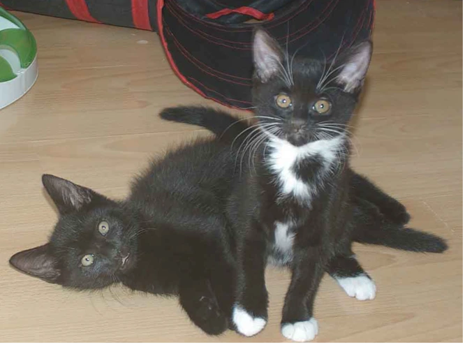 MACK AND MABEL