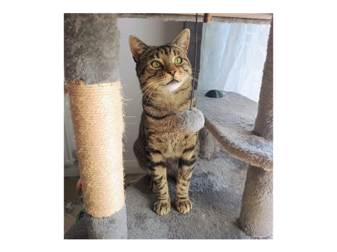 Tom