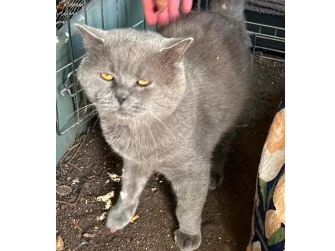 DRH Smokie (FIV)