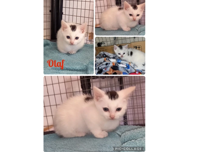 Kittens – “Frozen” – Olaf