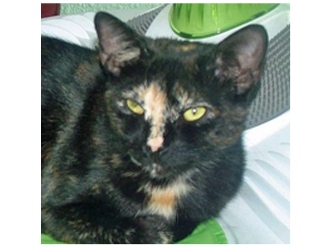 CINNAMON