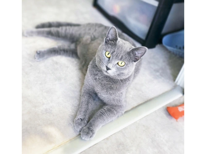Gracie