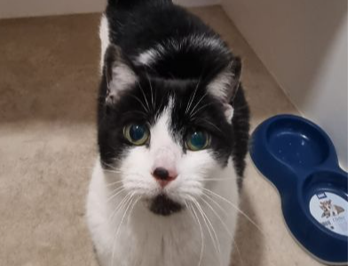 ALLY — Domestic Cat