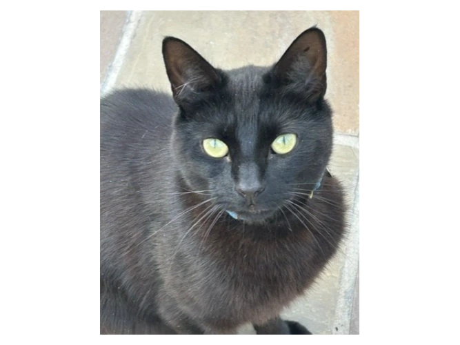 Morris