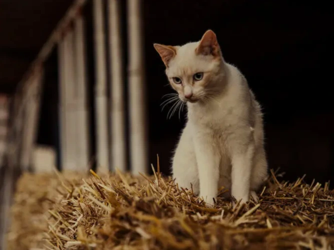 Farm homes for feral kittens needed!