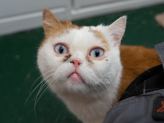 Fergus