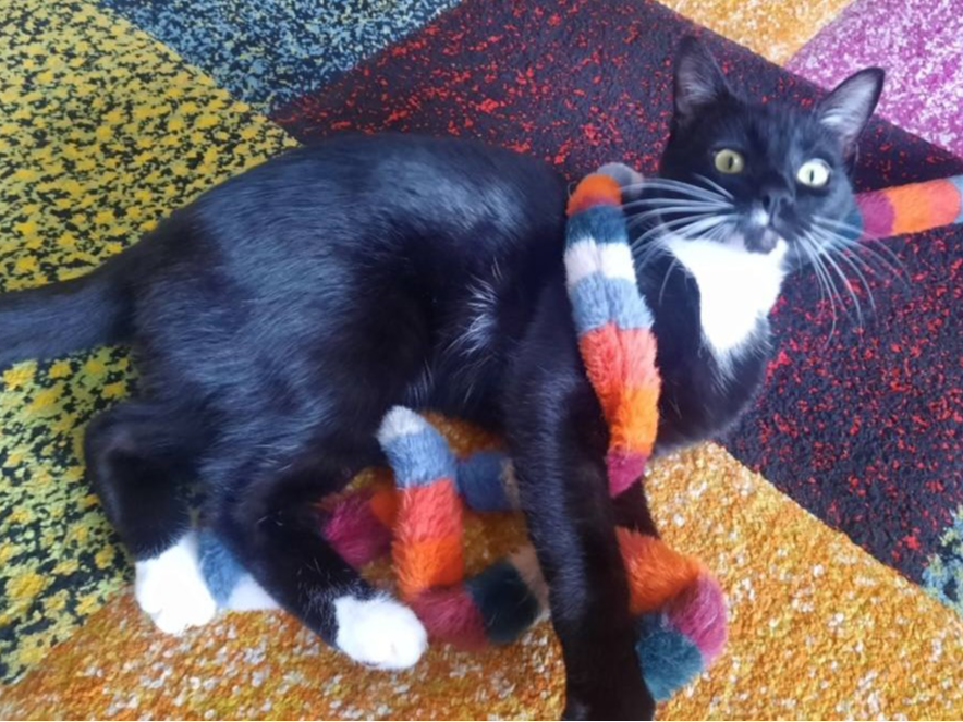 BASIL — Domestic Cat