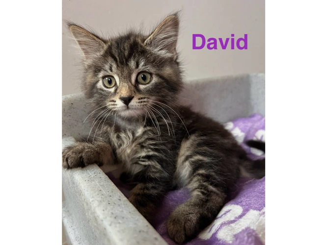 DAVID