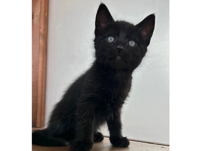 Albie