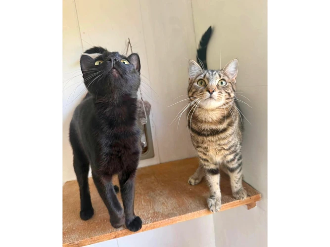 Bruno (& Binks)