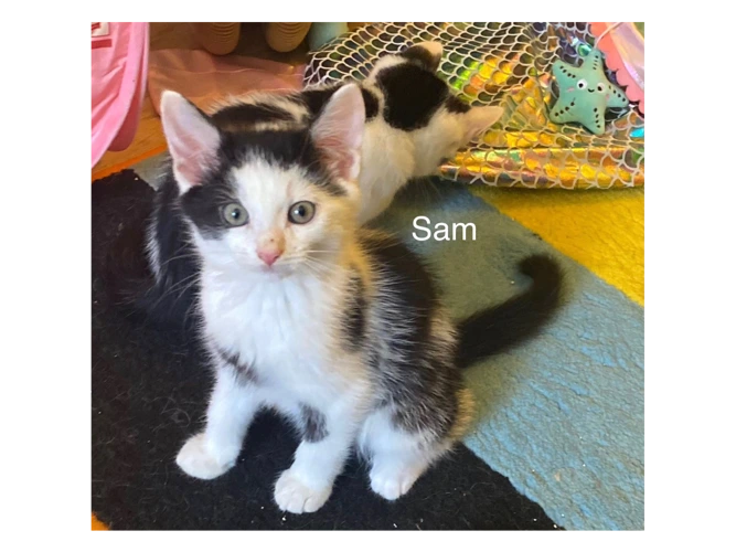 Sam
