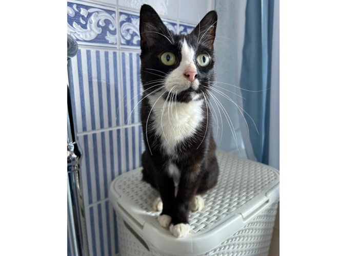 Mittens