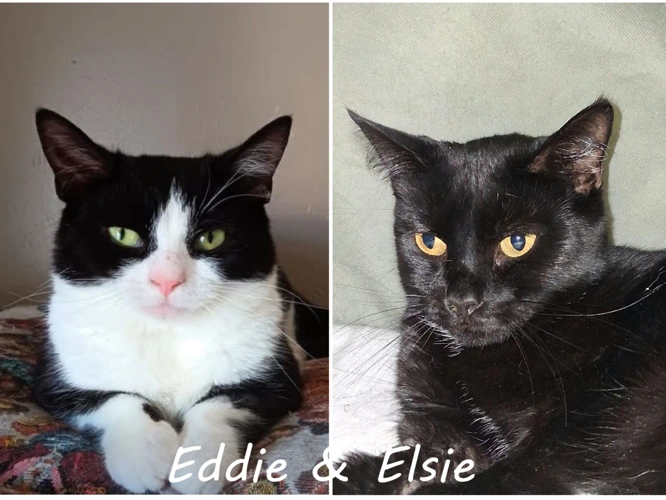 Eddie and Elsie