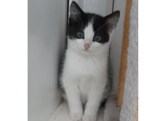 Nine week old BC