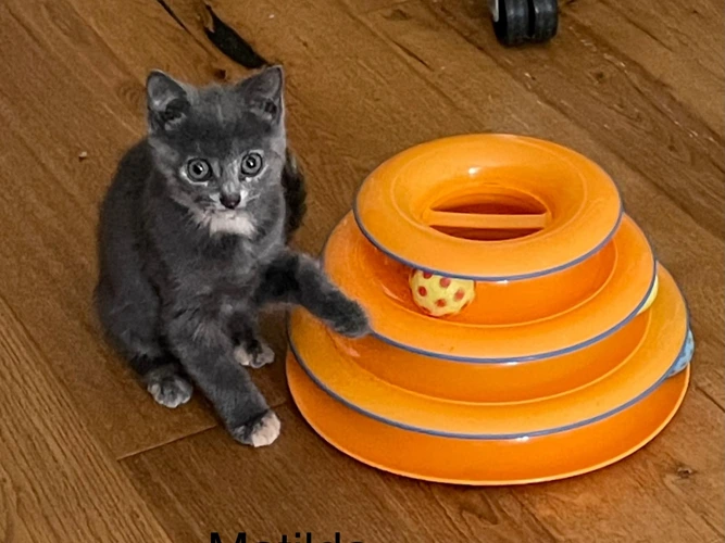 Kittens