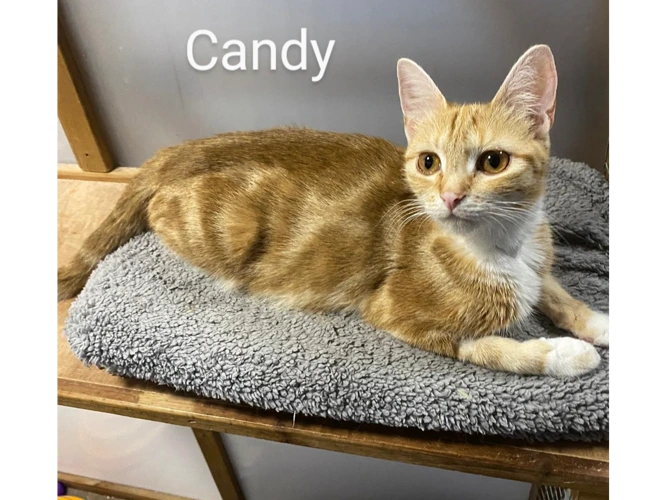 Candy