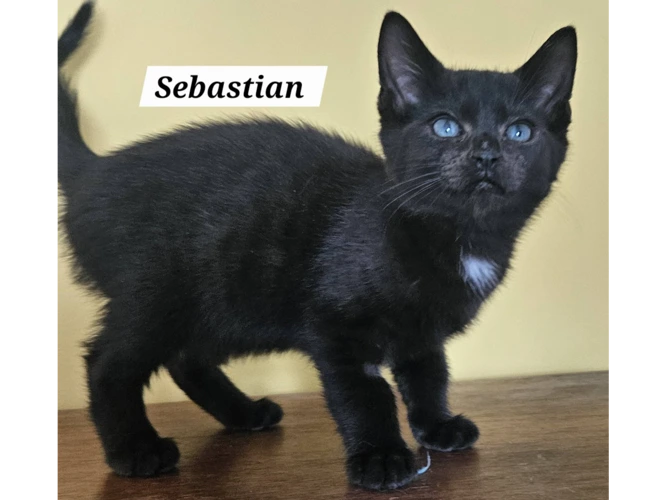 SEBASTIAN