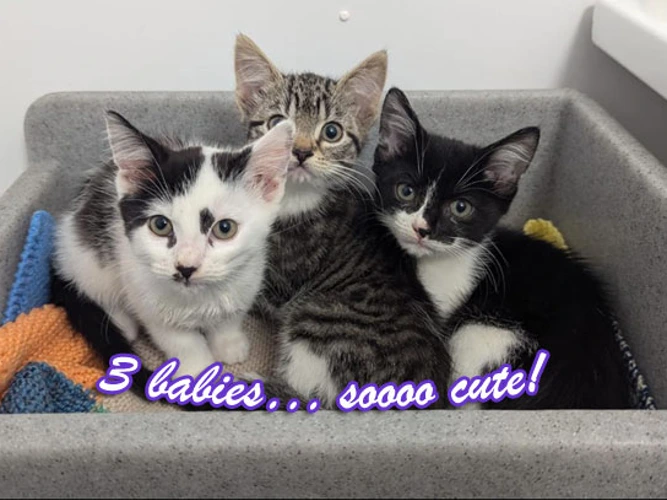 Three Kittens