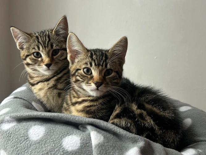 Pumpkin and Jimmy