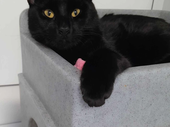 Cats Protection Farnham, Camberley & District Branch