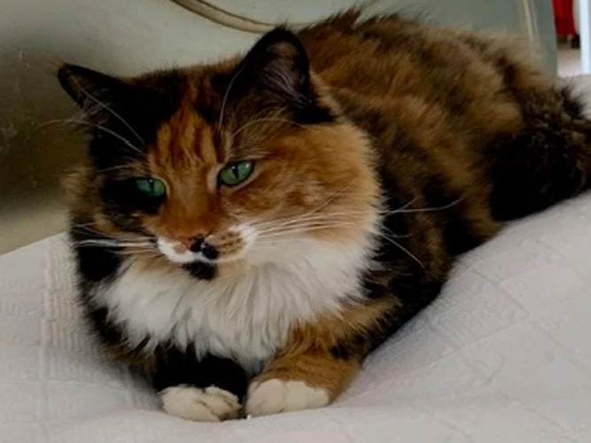 Kitty