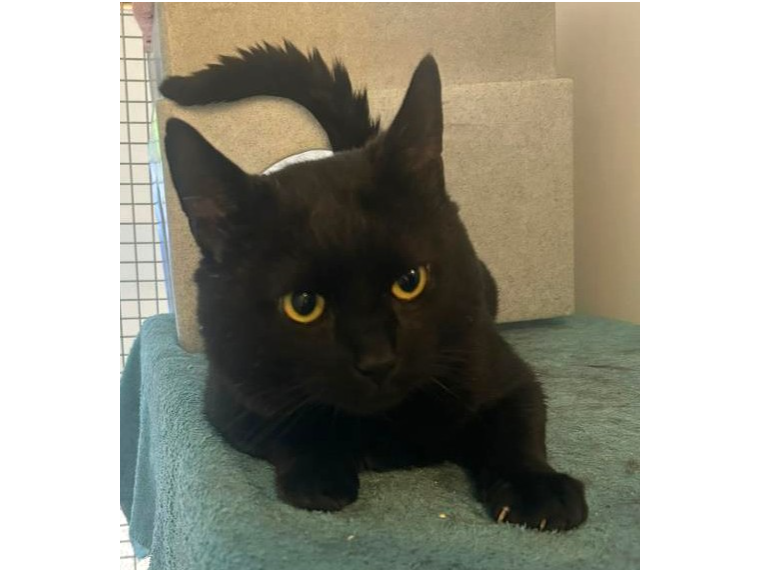 Jasper — Domestic Cat