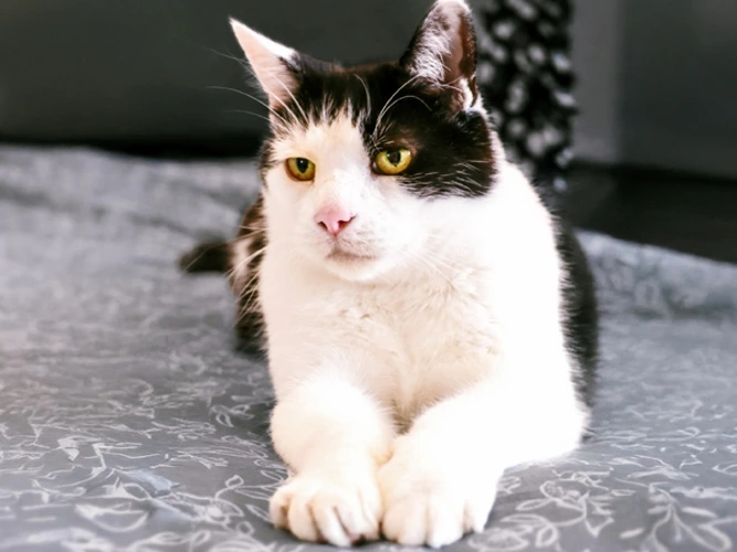 Milo