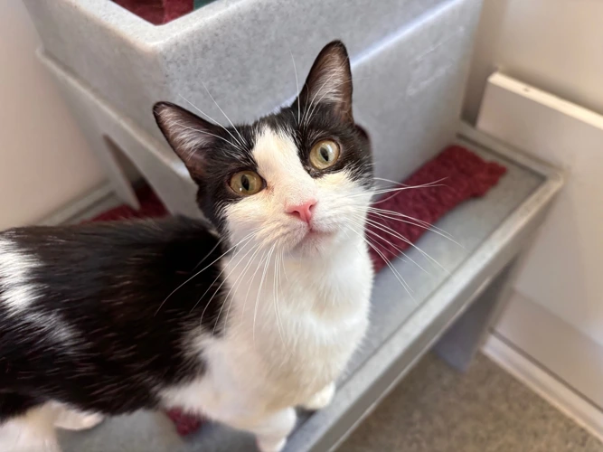 Clairs & Nerth Pearl