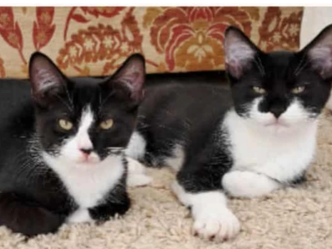 CHARLES & EDDIE (DH)