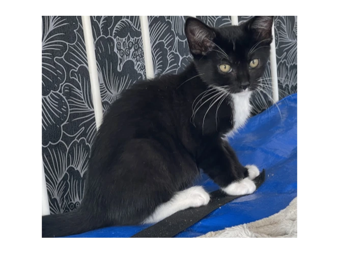 Domino