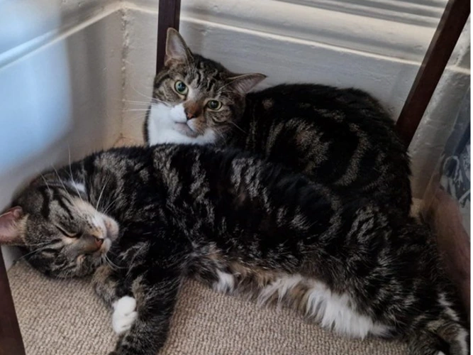 Romeo and son - Romeo Junior