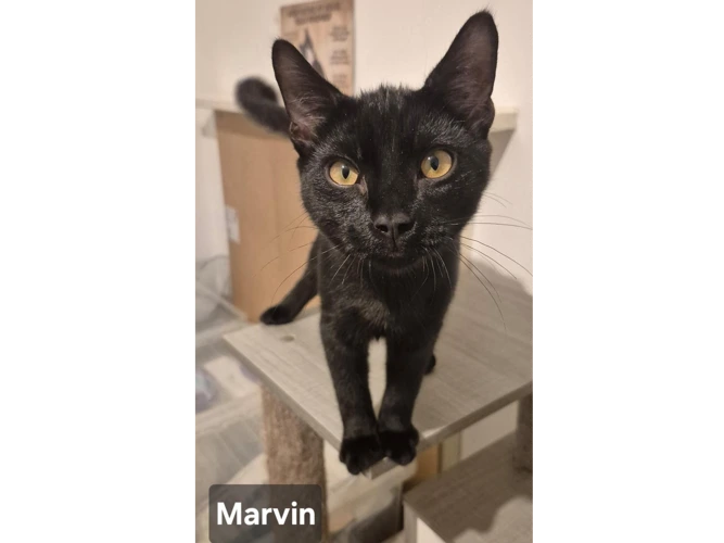 Marvin