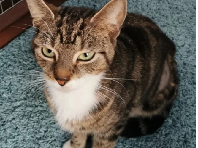 Tabitha