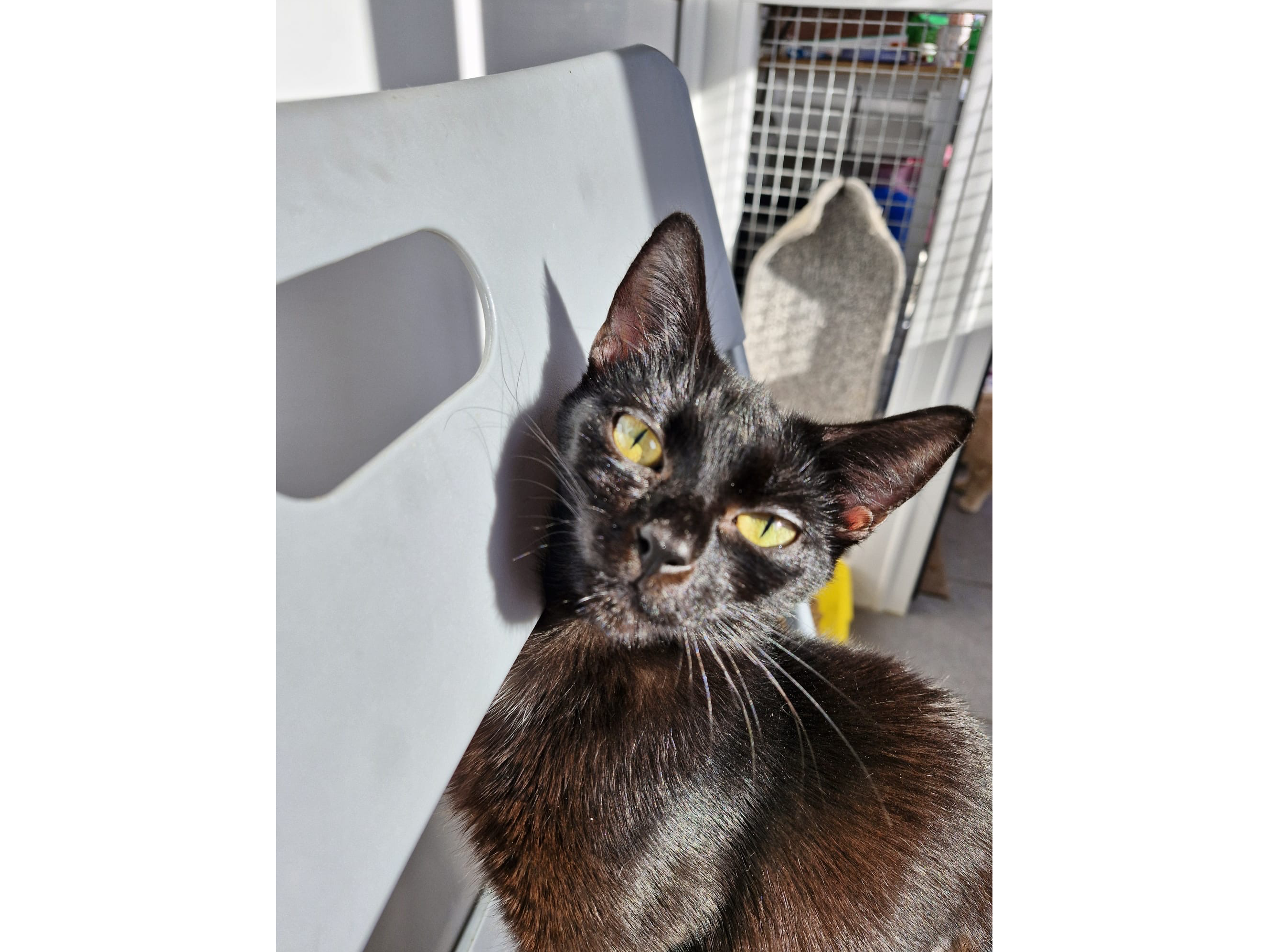 Raven — Domestic Cat