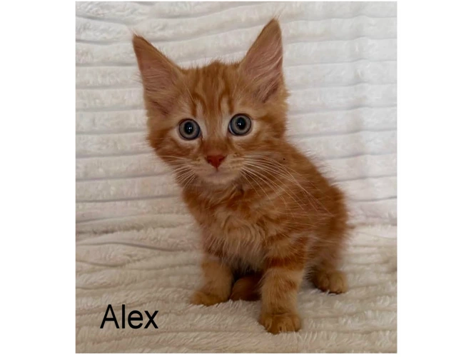 ALEX