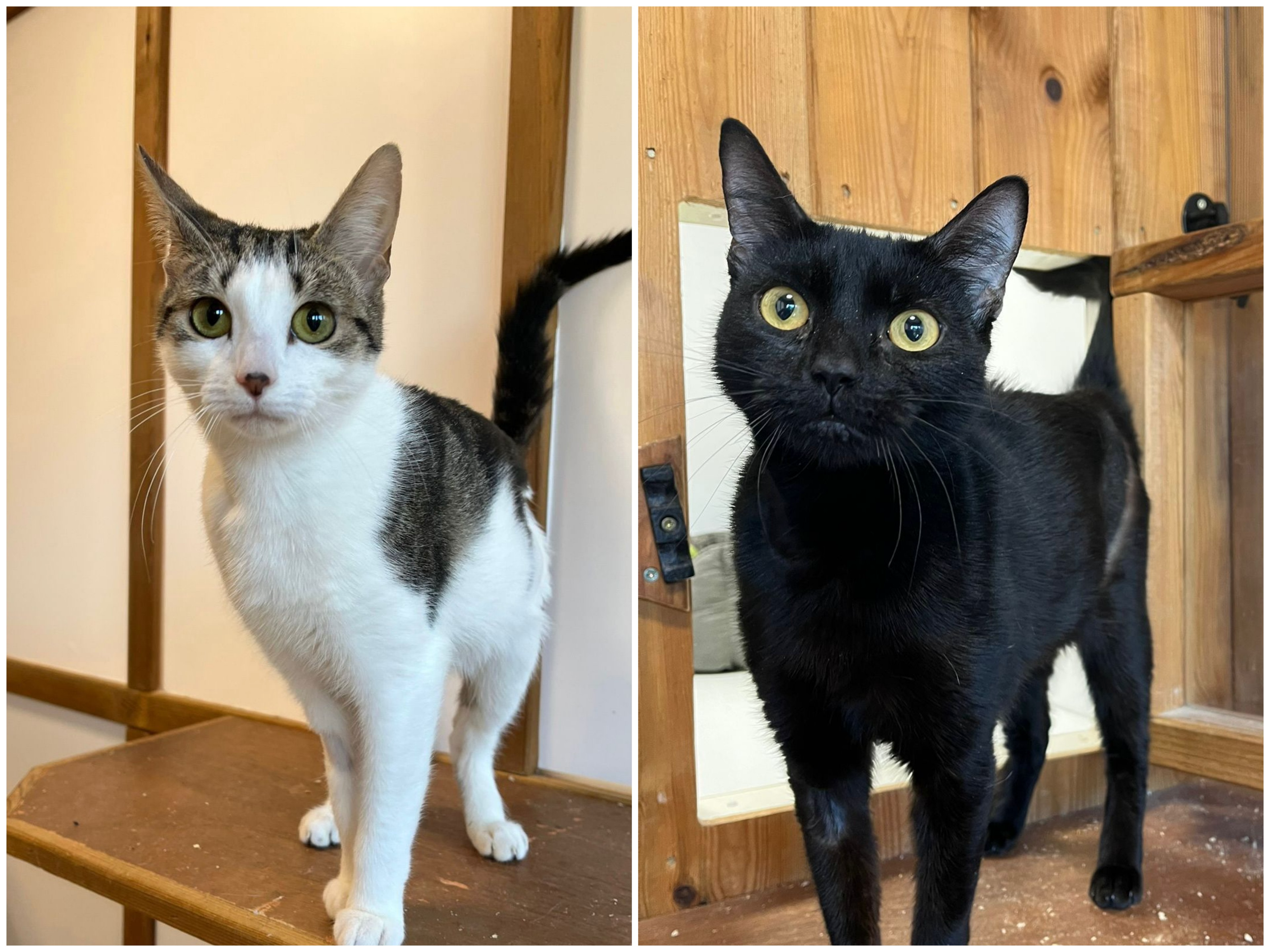 Tulip & Rose — Domestic Cat