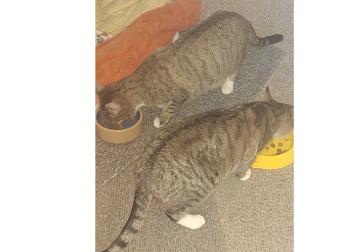 Gertrude and Alice